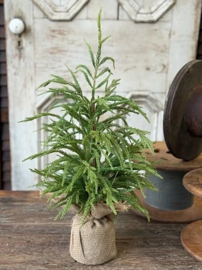York Norfolk Pine Tree