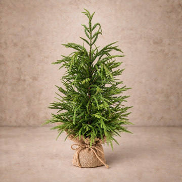 York Norfolk Pine Tree