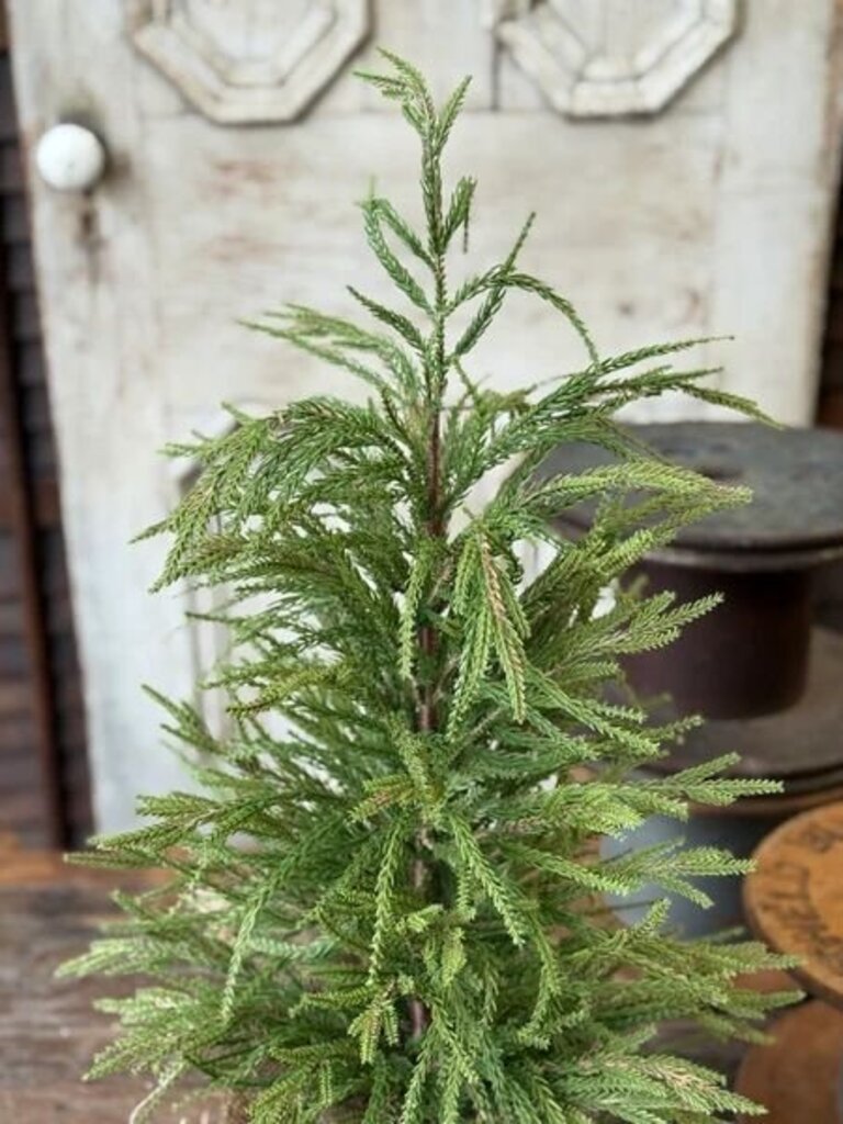 York Norfolk Pine Tree
