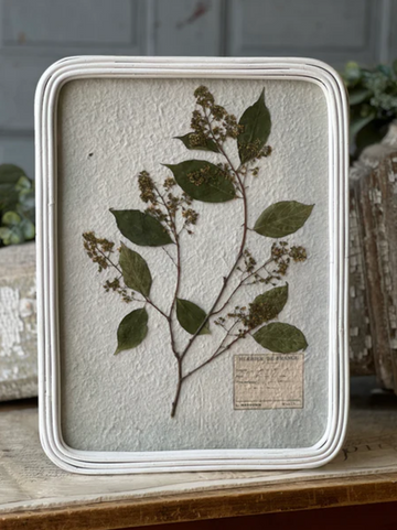 Sanctuary's Path Framed Real Pressed Botanicals